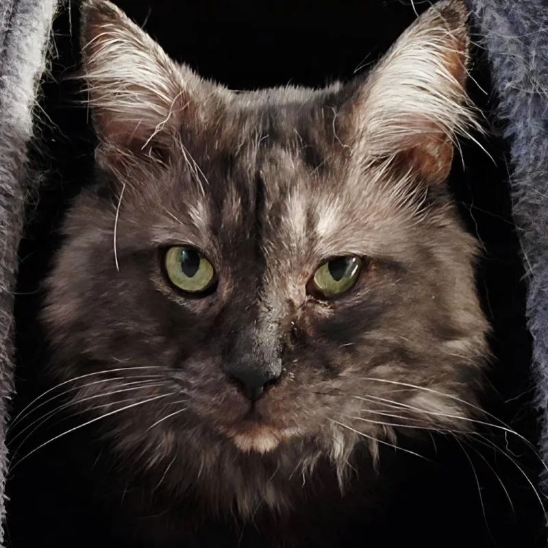 An adult medium-sized male Gray / Blue / Silver Domestic Long Hair cat named Harry for adoption in Middleburg Heights , OH