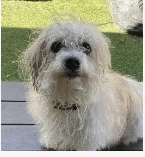 A young small-sized female Shih Tzu dog named Layla for adoption in Fort Pierce, FL