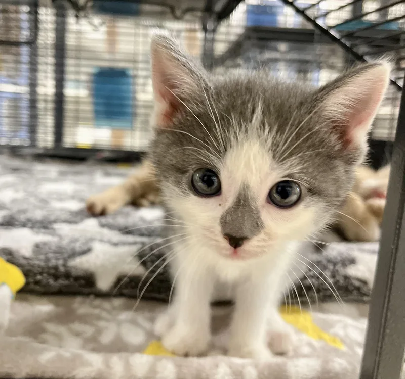 A baby medium-sized female White Domestic Short Hair cat named Knife for adoption in Seville, OH