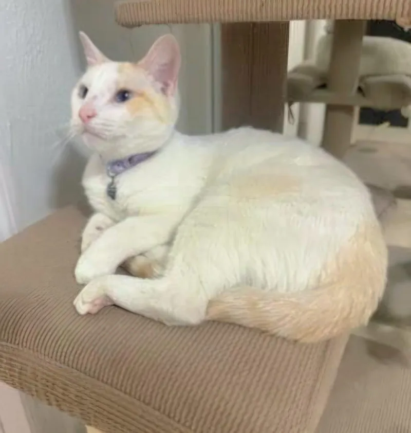 A young medium-sized female Flame Point Siamese cat named Frosty for adoption in miami, FL