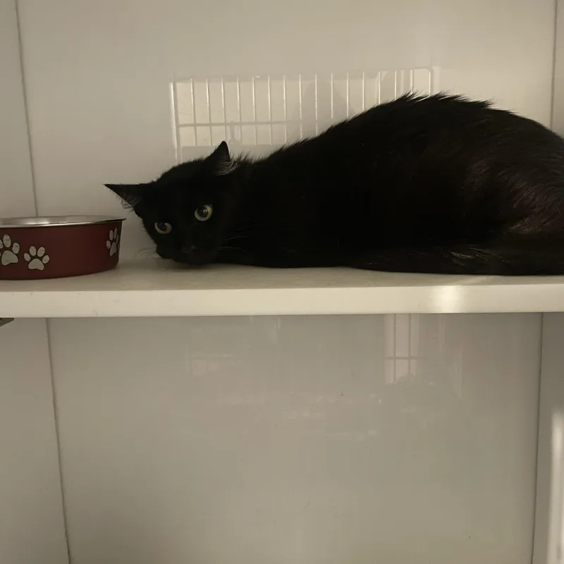 An adult medium-sized female Domestic Short Hair cat named Tilapia for adoption in St. Louis, MO
