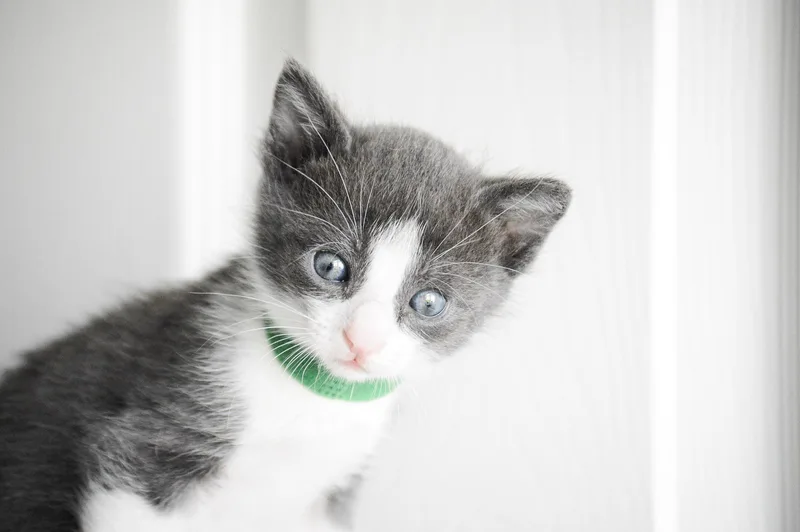 A baby medium-sized male Gray / Blue / Silver Domestic Short Hair cat named Lance Bass for adoption in Fruit Heights, UT