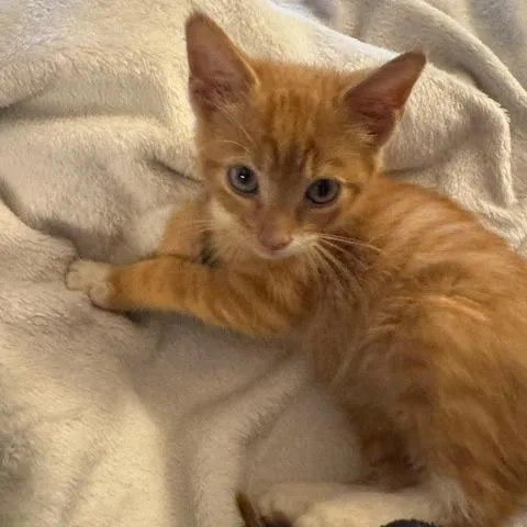 A baby small-sized male Domestic Short Hair cat named Lord Farquaad for adoption in Cumming, GA