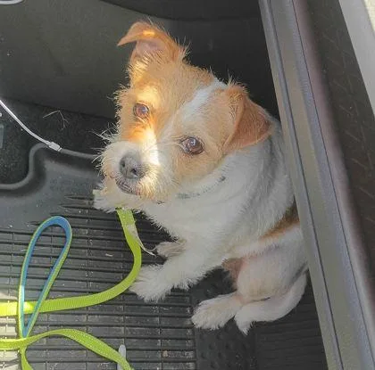 An adult small-sized female Mixed Breed dog named Fergie for adoption in Atlanta, GA