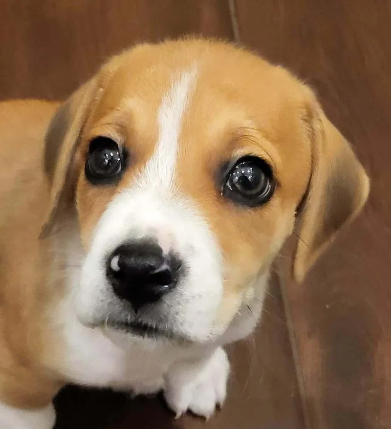 A baby small-sized male Tricolor (Brown, Black, & White) Beagle dog named Nifty for adoption in Pottstown, PA