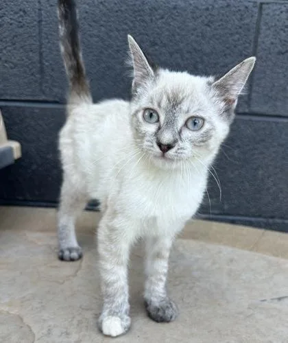 A baby small-sized female Siamese cat named Lotus for adoption in Wilkesboro, NC