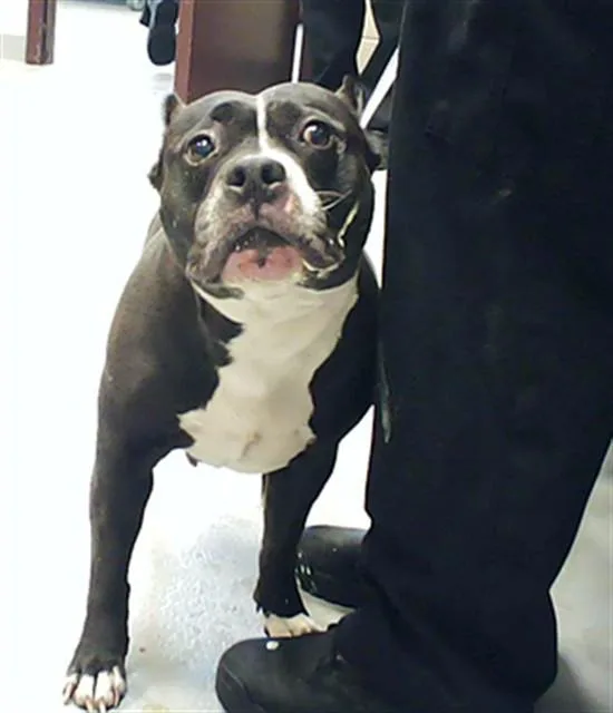 An adult medium-sized female Pit Bull Terrier dog named Molly for adoption in Fayetteville, NC