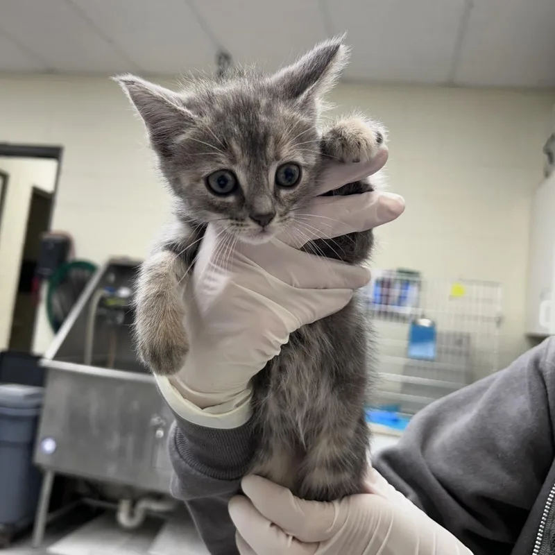 A baby small-sized female Gray / Blue / Silver Domestic Short Hair cat named Chicken Noodle for adoption in Bastrop, TX