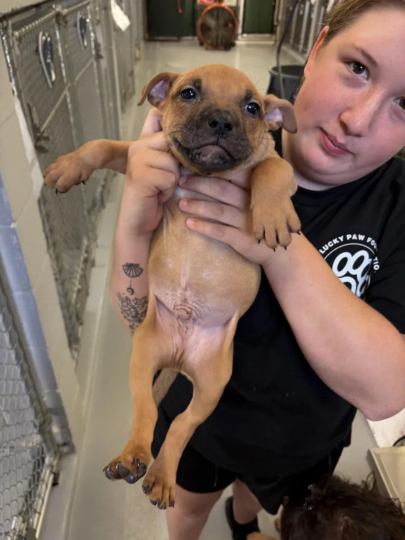 A baby medium-sized male Black Pit Bull Terrier dog named Chief for adoption in Ashland, VA