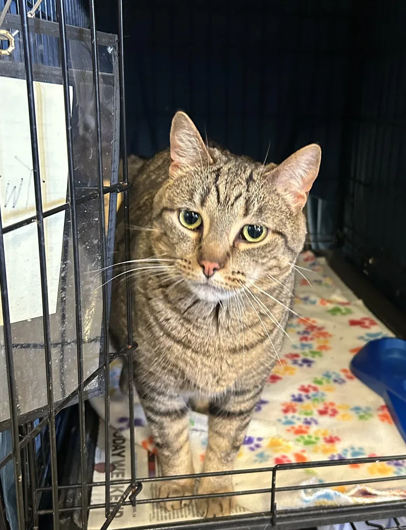 A young large-sized male Tabby cat named Twix for adoption in Muncie, IN
