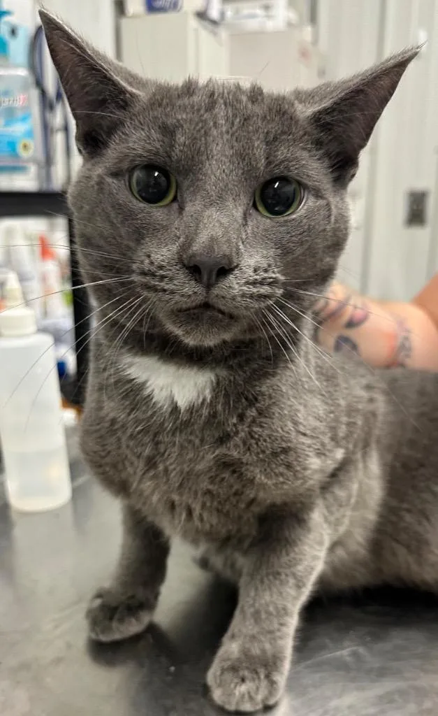 A young medium-sized male Domestic Short Hair cat named Rafiki for adoption in Hillsdale, IN