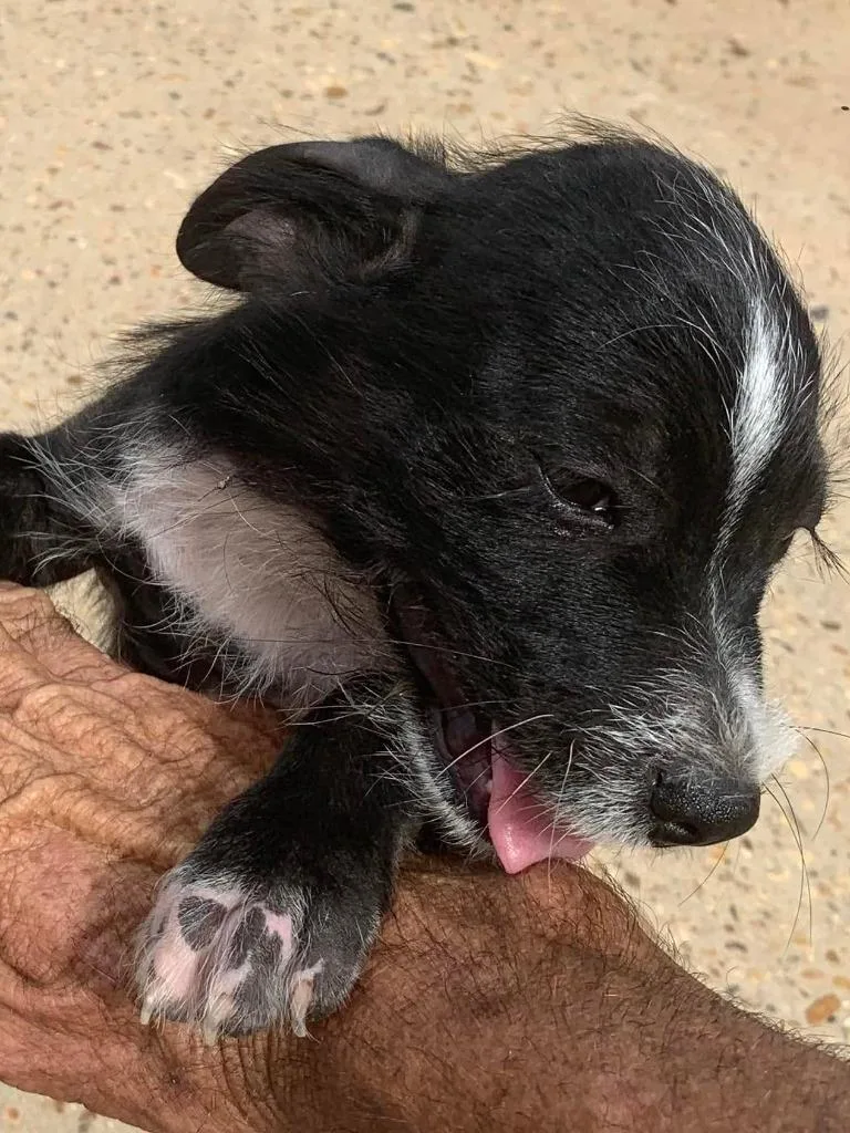 A baby small-sized male Schnauzer dog named Daitan for adoption in Fond Du Lac, WI