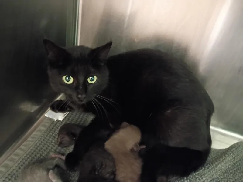 A young medium-sized female Domestic Short Hair cat named Butterfly for adoption in La Porte, IN