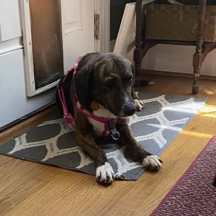 An adult medium-sized female Brindle Carolina Dog dog named Poplar for adoption in Columbia, SC