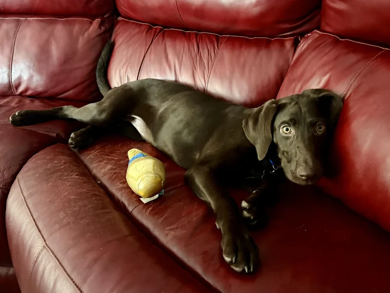 A baby large-sized female Chocolate Labrador Retriever dog named Lilly for adoption in Succasunna, NJ