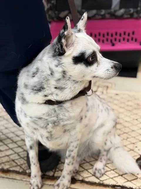 An adult small-sized male White / Cream Mixed Breed dog named Haru for adoption in Columbia, MD