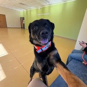 An adult large-sized male Black Rottweiler dog named Praytell for adoption in Roanoke, VA