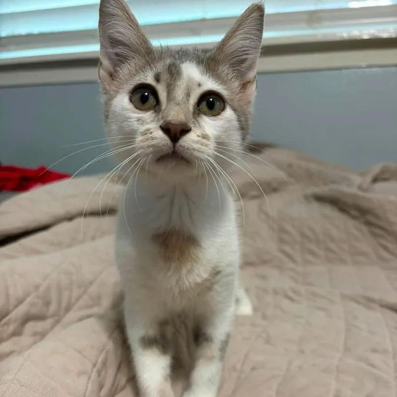 A baby medium-sized female Calico Domestic Short Hair cat named Stevie for adoption in Baytown, TX