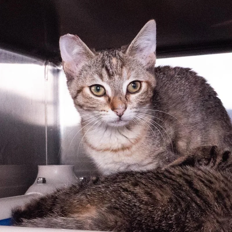 A baby medium-sized female Domestic Short Hair cat named Tevin Campbell for adoption in Shoreline, WA