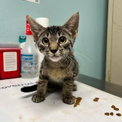 A young small-sized female Brown / Chocolate Domestic Short Hair cat named Cleopatra for adoption in Edwardsville, IL