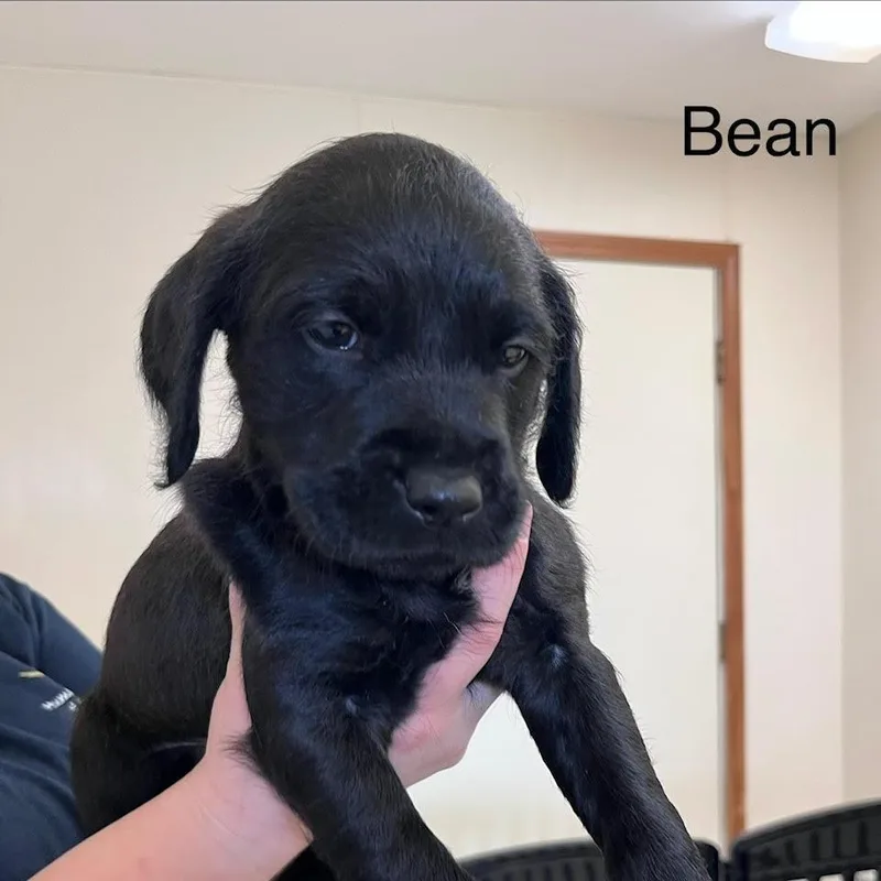A baby medium-sized male Black Labrador Retriever dog named Bean @ Prison Program for adoption in West Jefferson, OH