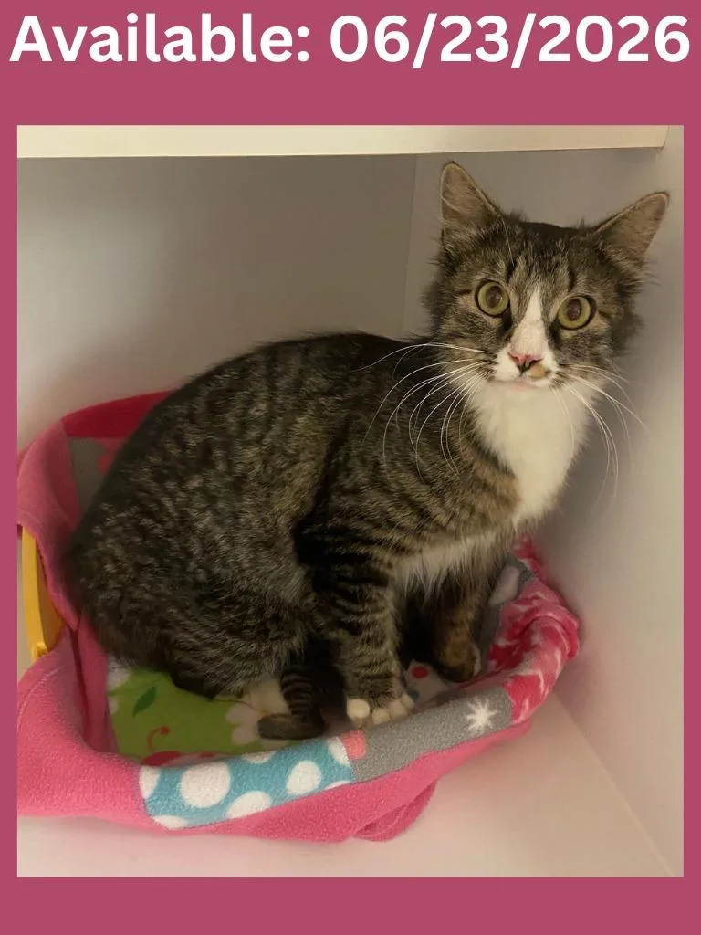 A young medium-sized female Domestic Medium Hair cat named Cat Condo for adoption in Greenville, TX