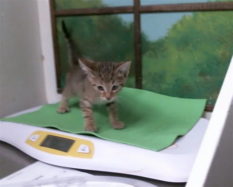 A baby small-sized male Domestic Short Hair cat named Coffee for adoption in Houston, TX