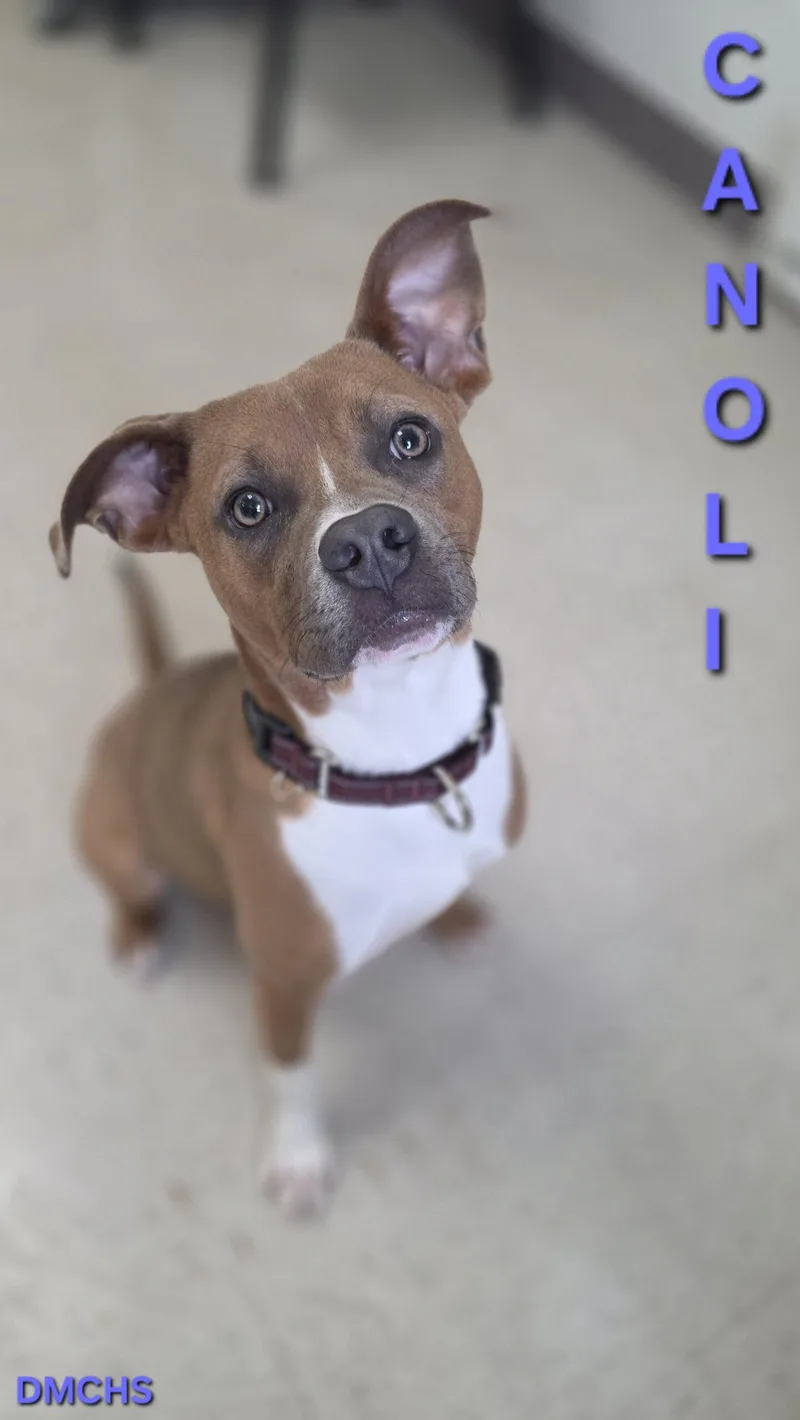 Canoli thumbnail 2