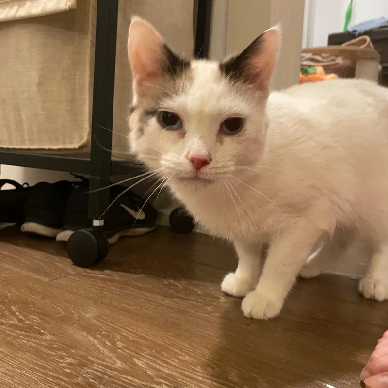 An adult medium-sized female Calico Domestic Short Hair cat named Amilee for adoption in Redwood City, CA