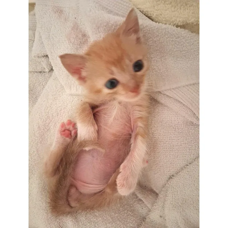 A baby small-sized male Orange / Red Domestic Short Hair cat named Neverland for adoption in Austin, TX