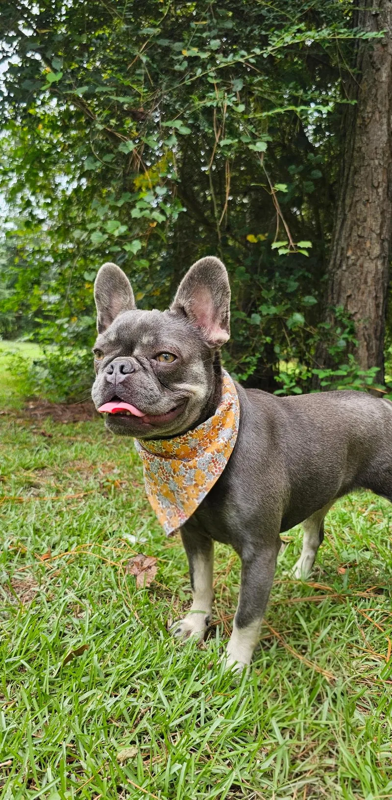 A young small-sized female Gray / Blue / Silver French Bulldog dog named Cynthia for adoption in BONIFAY, FL
