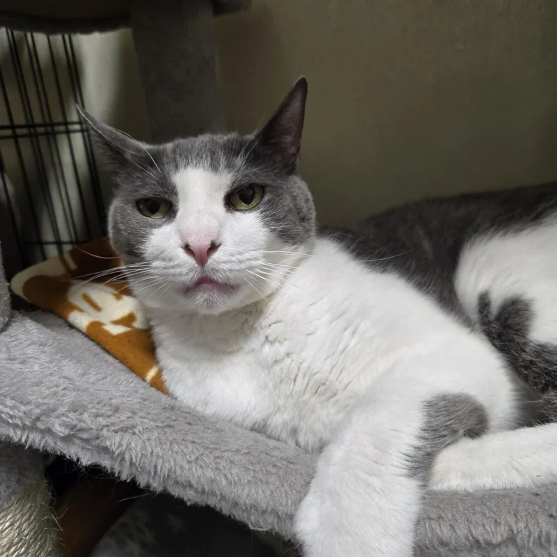 An adult medium-sized male Gray & White Domestic Short Hair cat named Richard for adoption in Binghamton, NY