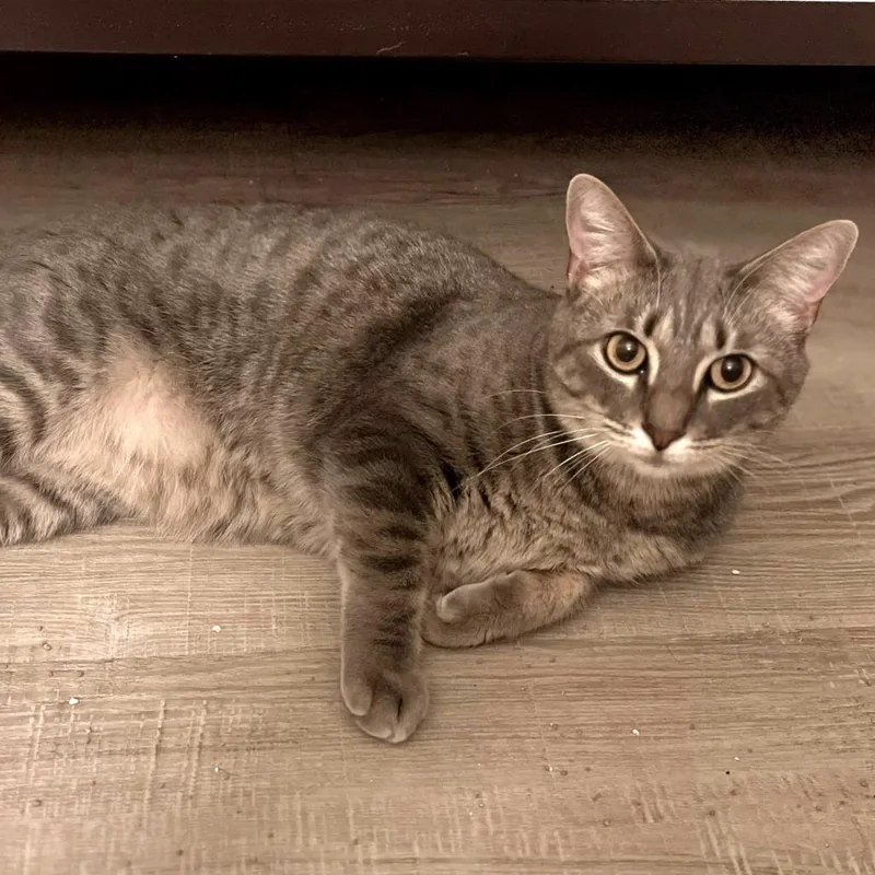 Cheryldixie thumbnail 2