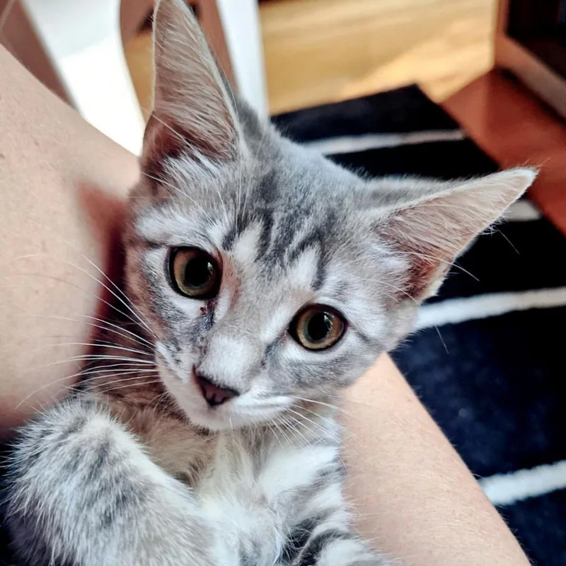 Cheryldixie thumbnail 3