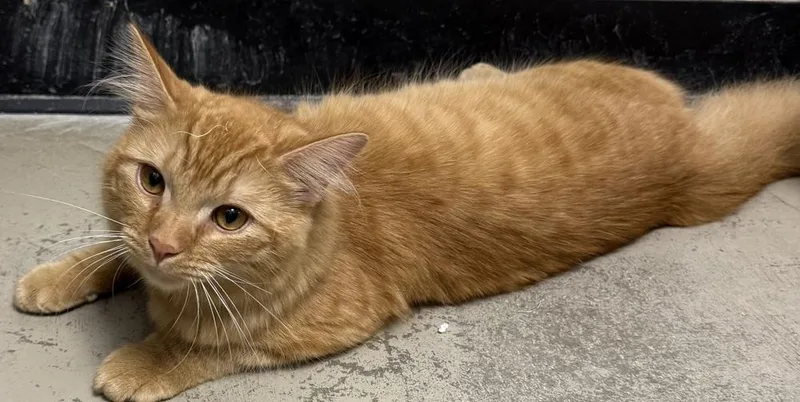 An adult medium-sized male Orange & White Domestic Long Hair cat named Davis for adoption in Fremont, NE