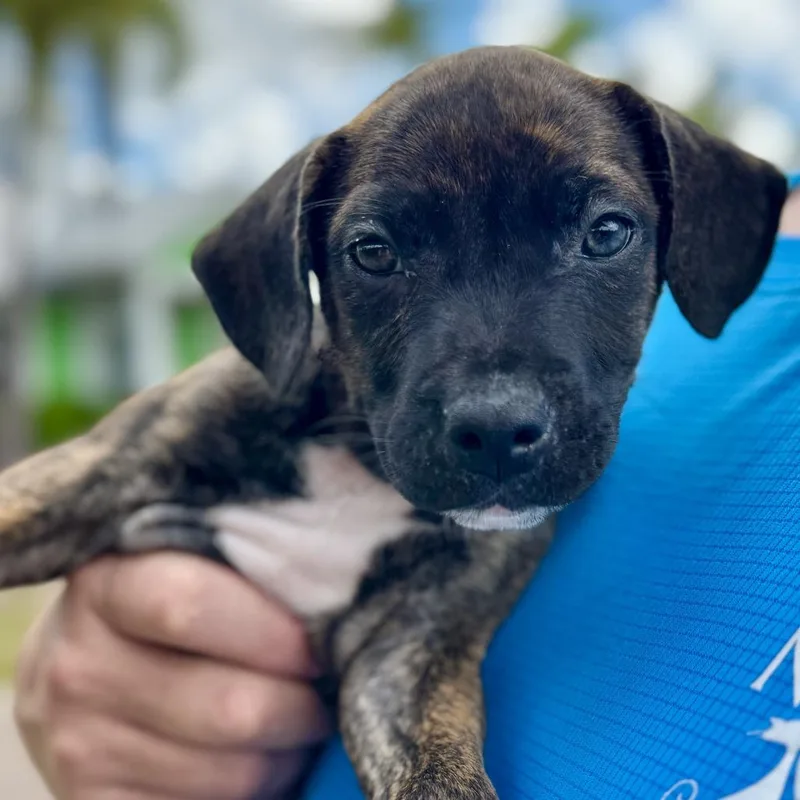 A baby small-sized male Brindle Mixed Breed dog named Boogie Board for adoption in Bradenton, FL