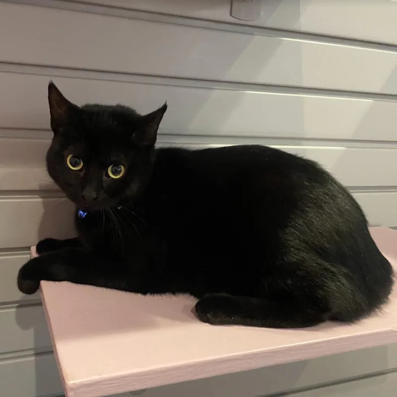An adult medium-sized female Domestic Short Hair cat named Sake for adoption in South Bend, IN
