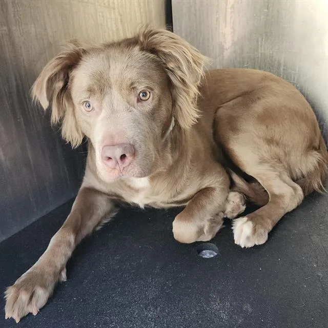 A young medium-sized female American Staffordshire Terrier dog named Nina for adoption in San Antonio, TX