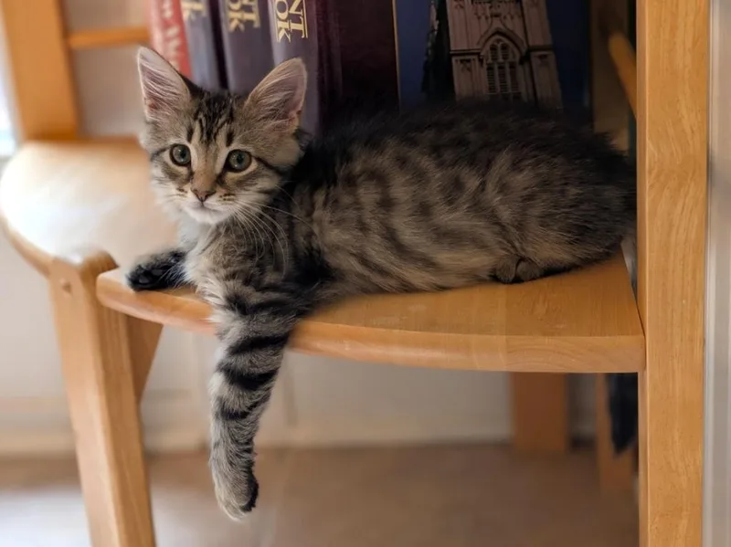 A baby medium-sized male Domestic Medium Hair cat named Winnebago for adoption in Youngsville, NC