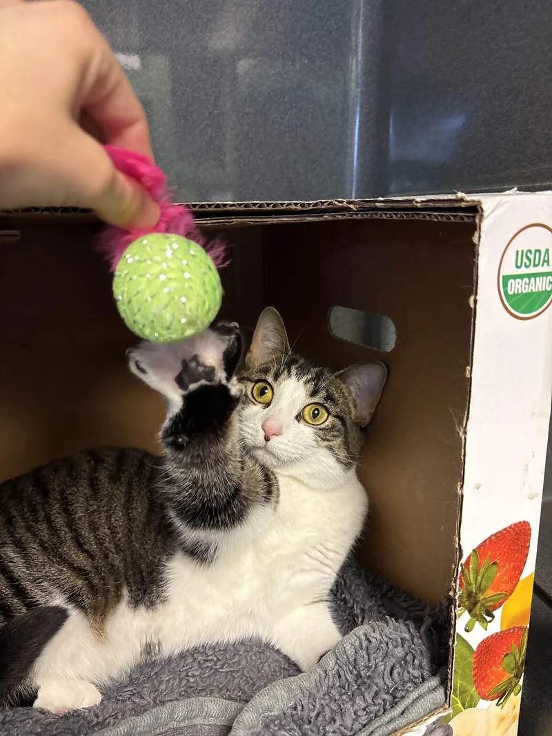 An adult medium-sized female Tabby (Buff / Tan / Fawn) Tabby cat named Ariel for adoption in Oberlin, OH