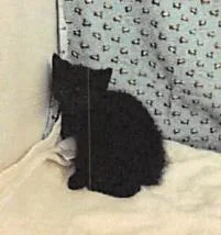 A baby small-sized male Domestic Short Hair cat named Button for adoption in Largo, FL
