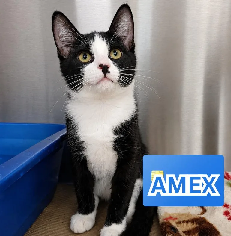 A baby medium-sized male Black & White / Tuxedo Domestic Short Hair cat named Amex for adoption in Nevada, IA