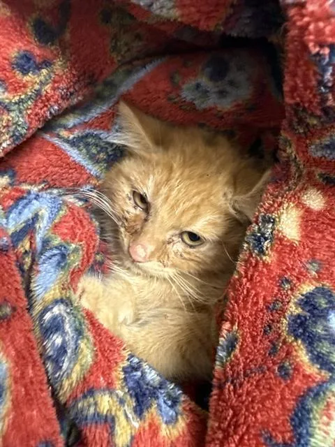 A baby small-sized male Domestic Short Hair cat named Michelada for adoption in Santa Cruz, CA