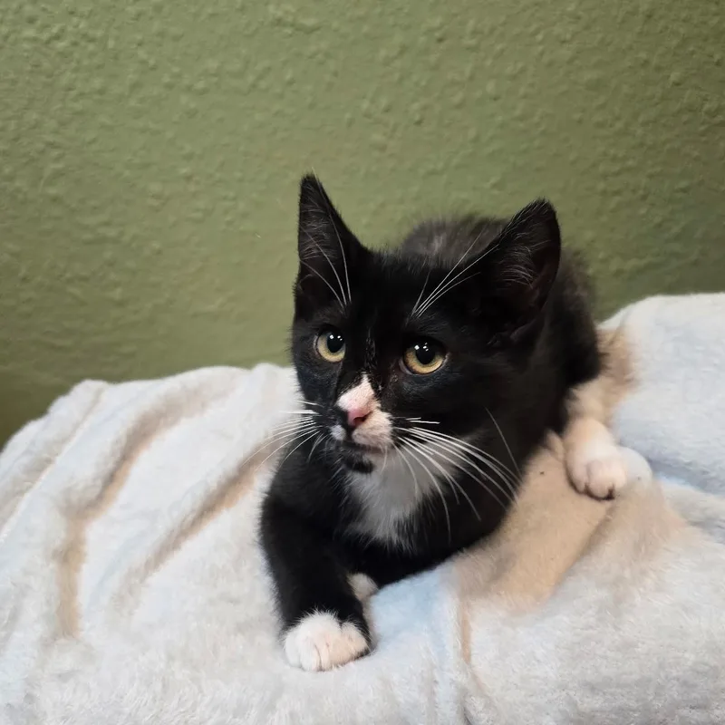 A baby medium-sized male Black & White / Tuxedo Domestic Short Hair cat named Heifer for adoption in Fresno, CA