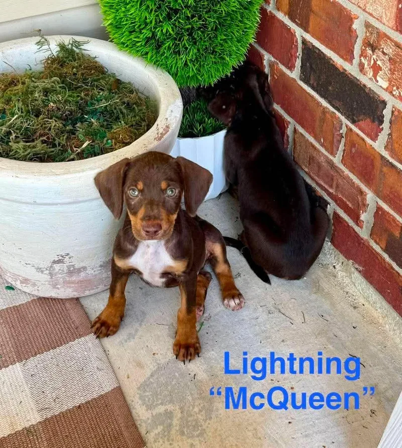 Lightning Mcqueen