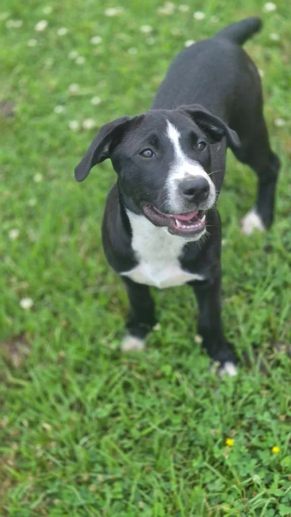 A baby large-sized female Mixed Breed dog named Carolina for adoption in Fond Du Lac, WI