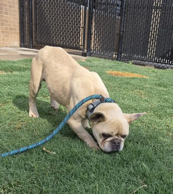 An adult small-sized male French Bulldog dog named Pen  Primo for adoption in Lawrenceville, GA