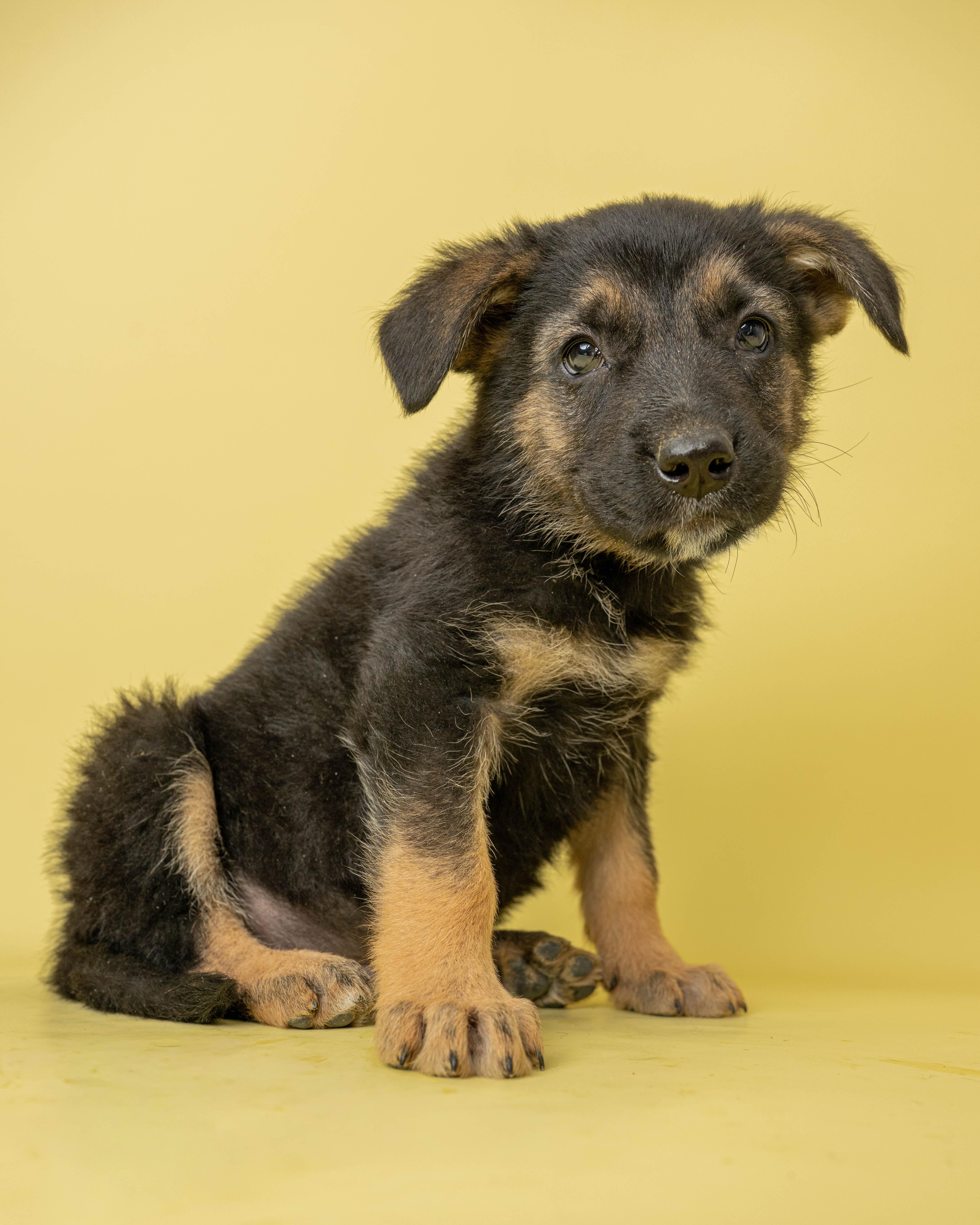 A baby large-sized male Black Mixed Breed dog named Candy Crusher for adoption in Rock Springs, WY