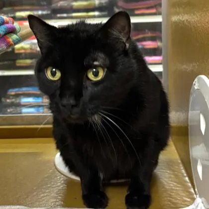 Sourdough Starter thumbnail 2