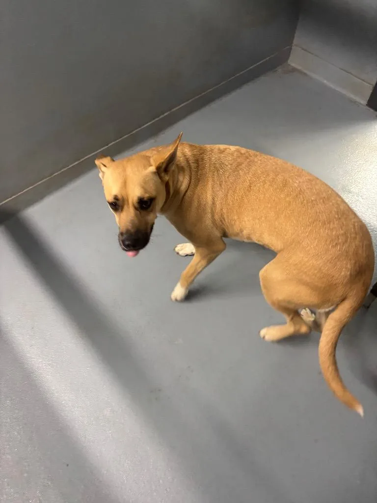 A young large-sized female Mixed Breed dog named Dorris for adoption in Cartersville , GA